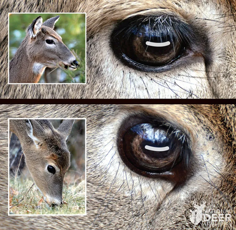 Deer eye illustration