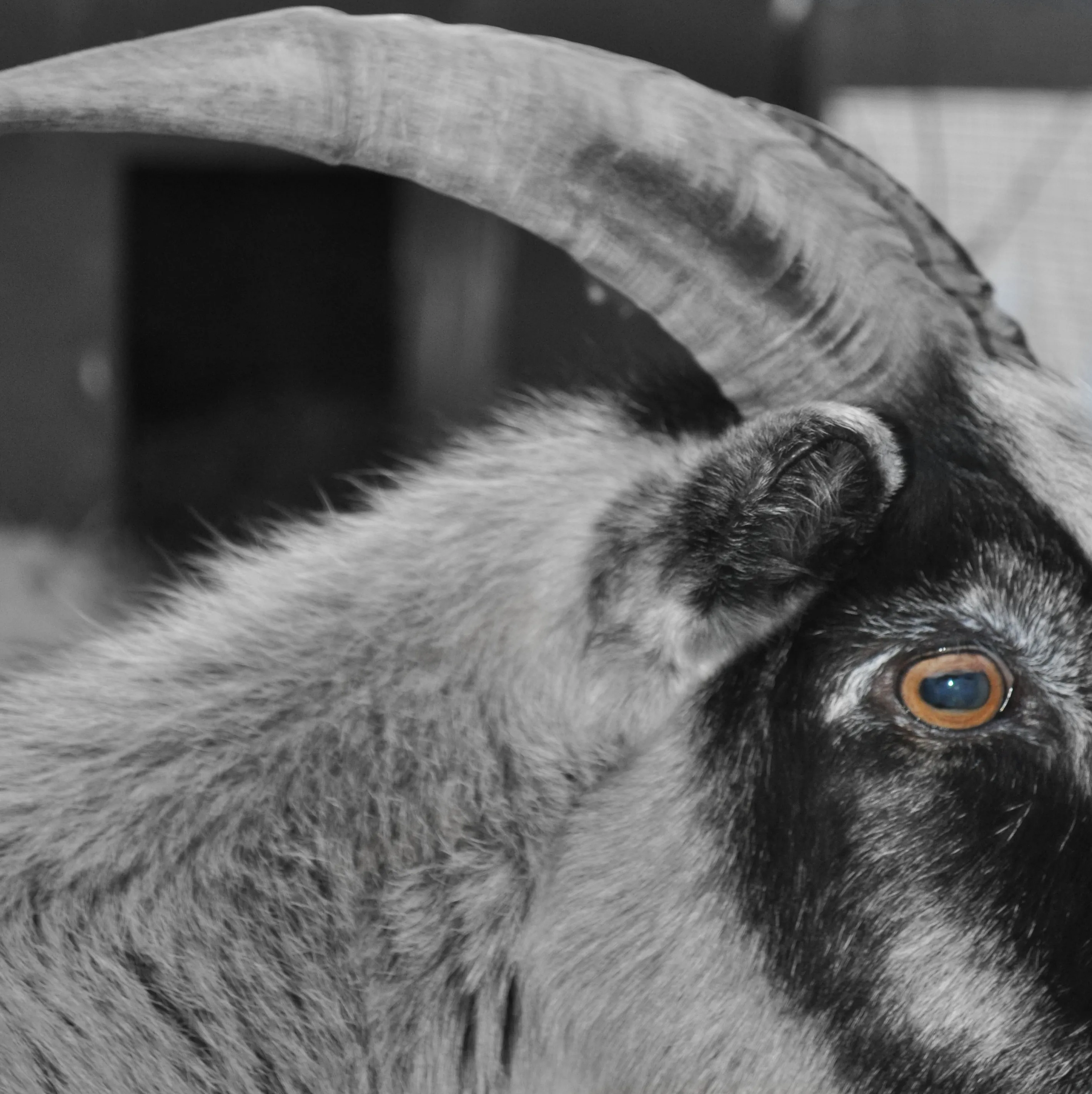 Goat eye with rectangular pupil