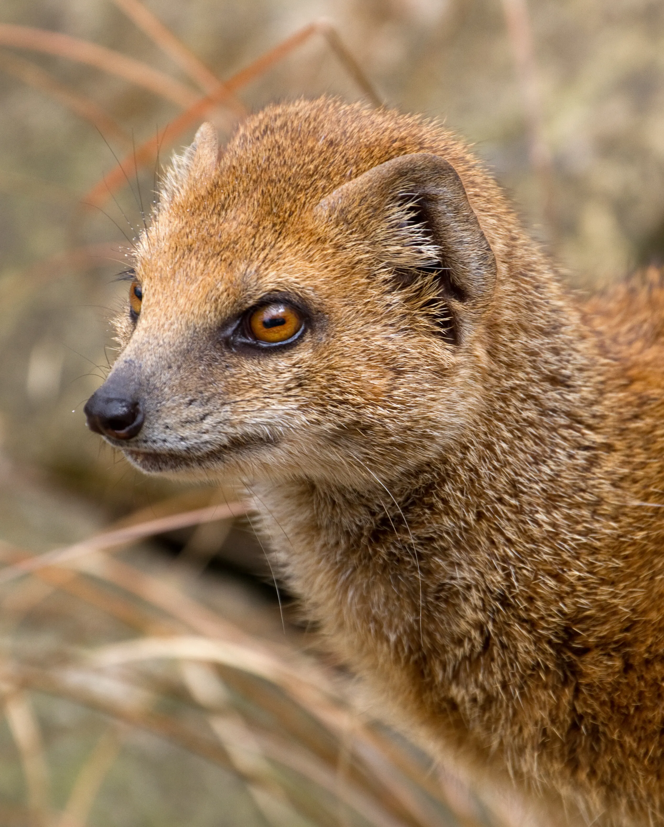 Yellow mongoose with horizontal pupils